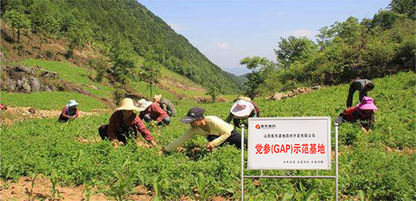平顺GAP中药材尺度化种植基地
