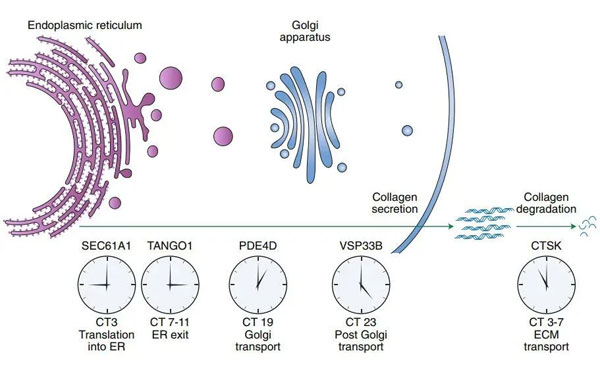 胶原蛋白,补充胶原蛋白,胶原蛋白肽