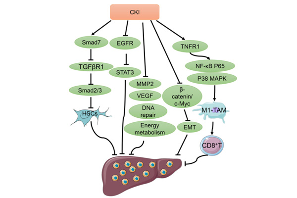 复方苦参注射液医治肝癌
