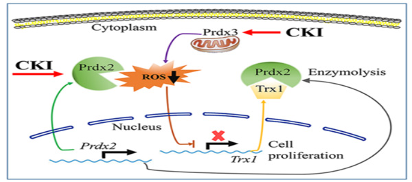 CKI医治急性髓系白血病