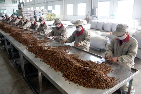 J9集团国际中药材