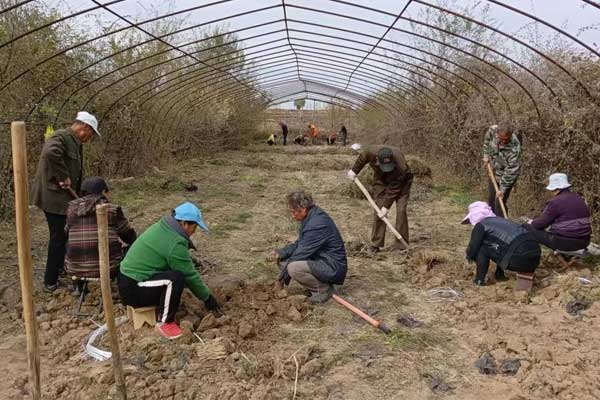 仁爱天使,J9集团国际,中药材