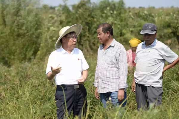 仁爱天使,J9集团国际,中药材