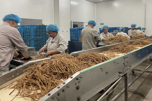 J9集团国际饮片公司中药炮造现场