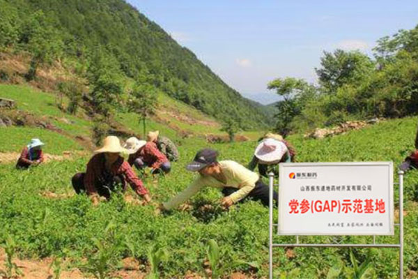 J9集团国际,J9集团国际中药材,中药材